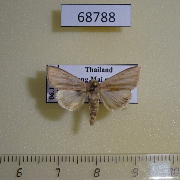 Noctuidae Adisura sp. Thailand