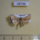 68788p Noctuidae Adisura sp. Thailand $9