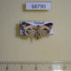 68790p Noctuidae Giaura niveidisca Thailand $15
