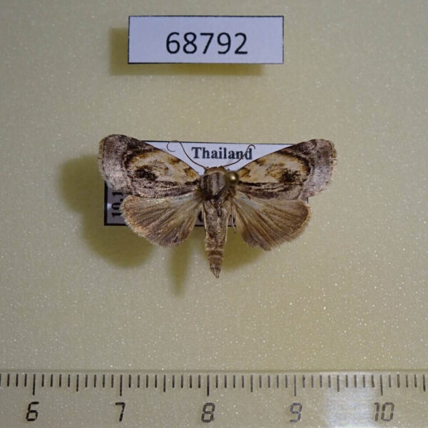Noctuidae Giaura robusta Thailand