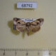 68792p Noctuidae Giaura robusta Thailand $9