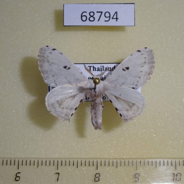 Bombycidae Penicillifera apicalis Thailand