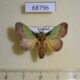 68796p Limacodidae Parasa emeralda Thailand $10