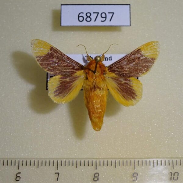Limacodidae Barisania honeyi Thailand
