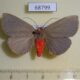 68799p Noctuidae Calesia rhodotela f Thailand $17