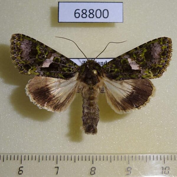 Noctuidae Trachea auriplena Thailand