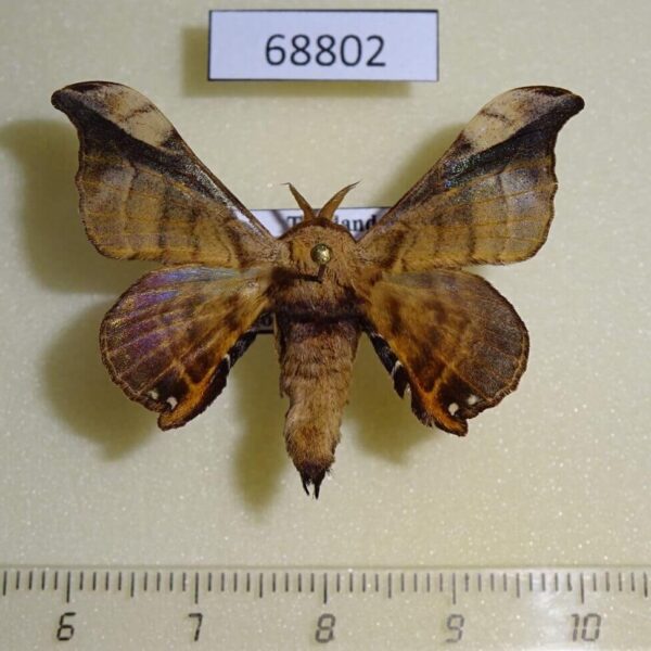 Bombycidae Gunda javanica Thailand