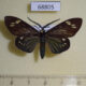 68805p Zygaenidae Cyclosia papilionaris Thailand $20