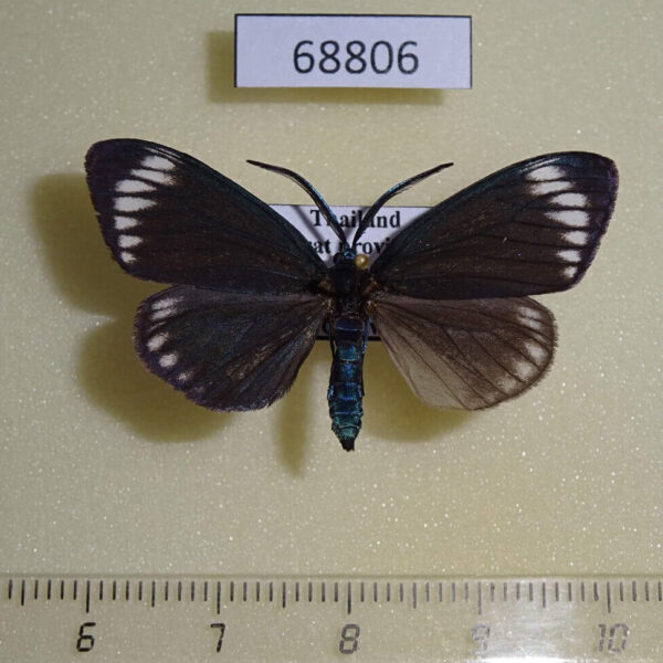 Zygaenidae Cyclosia panthona Thailand