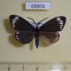 68806p Zygaenidae Cyclosia panthona Thailand $4