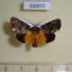 68809p Noctuidae Tambana entoxantha Thailand $25