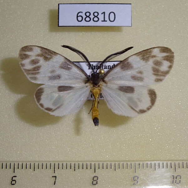 Zygaenidae Corma zenotia Thailand