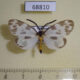68810p Zygaenidae Corma zenotia Thailand $15