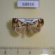 68816p Noctuidae Chorsia sp. Thailand $18