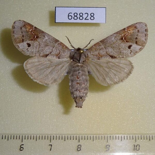 Notodontiidae Clostera fulgurita f Thailand