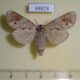 68828p Notodontiidae Clostera fulgurita f Thailand $12