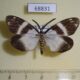 68831p Zygaenidae Corma zelica Thailand $7