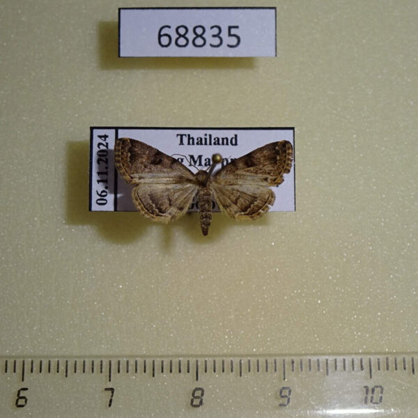 Noctuidae Polypogon sp. brackenburyi Thailand