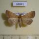 68841p Noctuidae Simplicia sp. Thailand $12