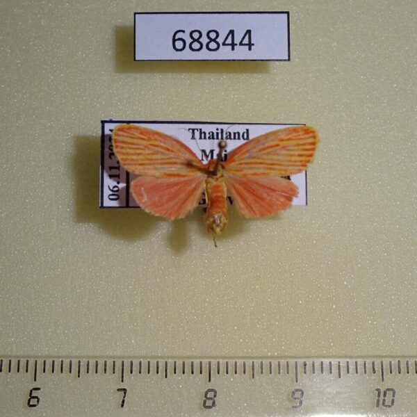 Arctiidae Stigmatophora roseivena Thailand