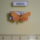 68844p Arctiidae Stigmatophora roseivena Thailand $7