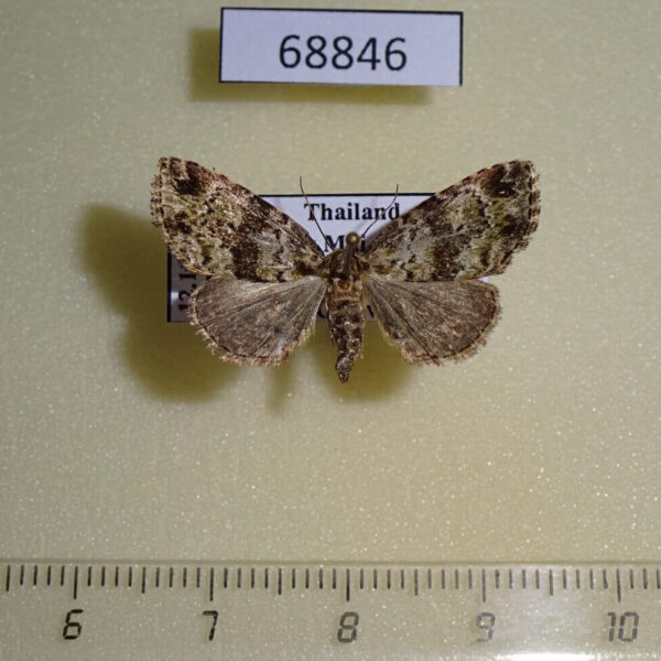 Geometridae Celaenaclystis sp. Thailand