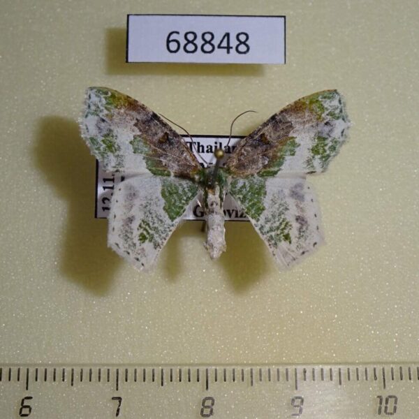 Geometridae Eucyclodes semialba Thailand