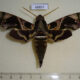 68857p Sphingidae Daphnis hypothous Thailand $25