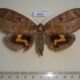 68859p Noctuidae Phyllodes eyndhovii Thailand $15
