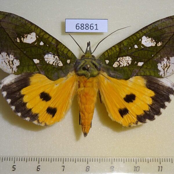 Noctuidae Eudocima hypermnestra f Thailand