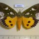 68861p Noctuidae Eudocima hypermnestra f Thailand $30
