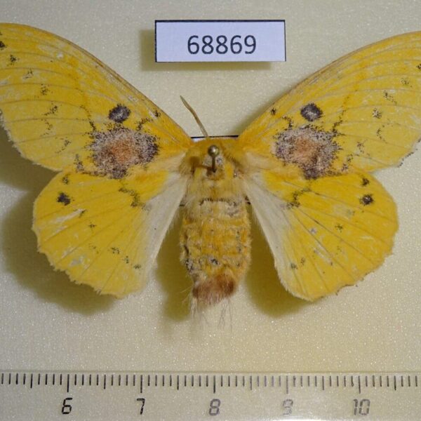 Lasiocampidae Trabala vishnoua f Thailand