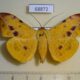 68872p Noctuidae Hamodes propitia Thailand $10
