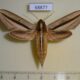 68877p Sphingidae Theretra silhetensis f Thailand $20