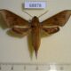 68878p Sphingidae Rhagastis acuta Thailand $10