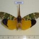 68888p Fulgoridae Pyrops candelaria Thailand $25