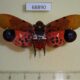 68890p Fulgoridae Penthicodes atomaria Thailand $20