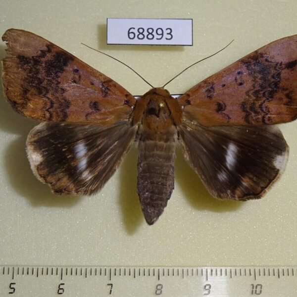 Noctuidae Achaea serva Thailand