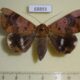 68893p Noctuidae Achaea serva Thailand $7