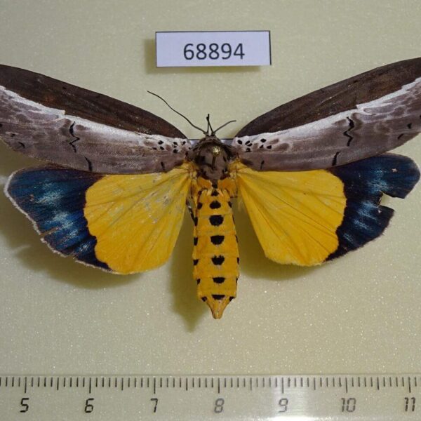 Noctuidae Eligma narcissus f Thailand