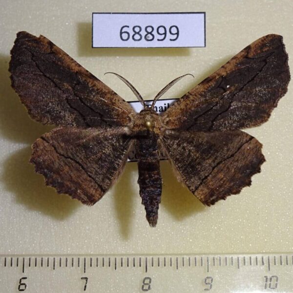Geometridae sp. Thailand