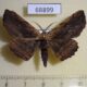 68899p Geometridae sp. Thailand $5
