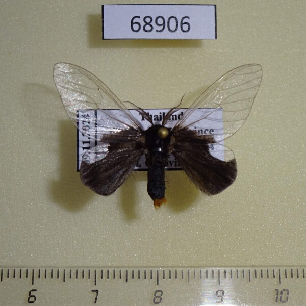 Lymantridae Perina nuda Thailand
