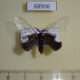 68906p Lymantridae Perina nuda Thailand $20