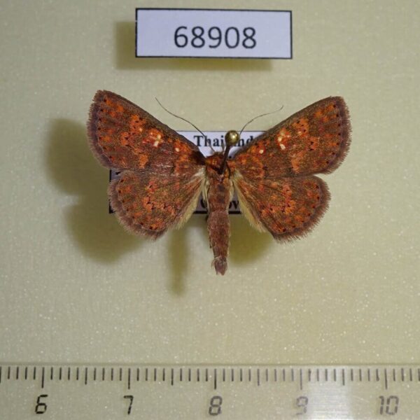 Noctuidae Sarobides inconclusa Vietnam