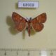 68908p Noctuidae Sarobides inconclusa Vietnam $10