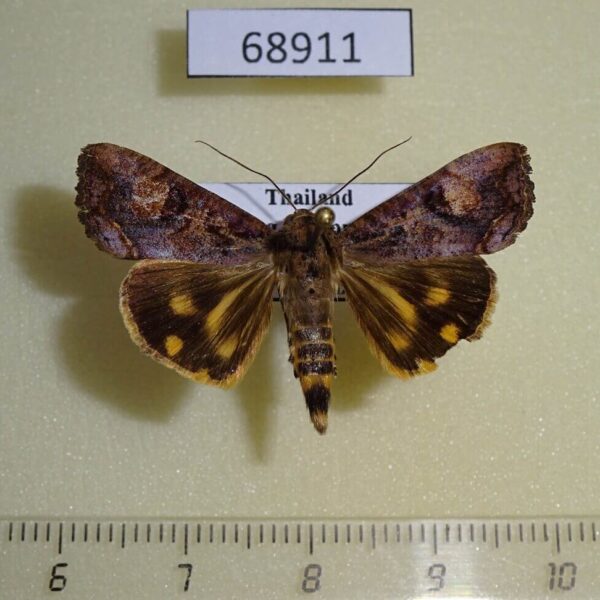 Noctuidae Hypocala deflorata Thailand