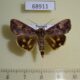 68911p Noctuidae Hypocala deflorata Thailand $6