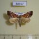 68917p Noctuidae Lophomilia nekrasovi Primorye $20