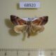 68920p Noctuidae Lophomilia nekrasovi Primorye $15